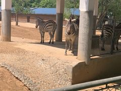 -石家庄市动物园