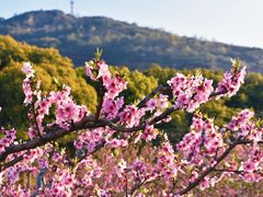-田园东方蜜桃村的田野营地