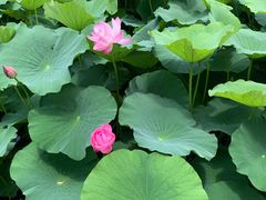 -荷塘月色湿地公园·向阳花洲