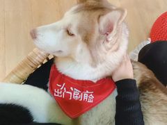-Husky Go! 哈士奇体验馆·宠物咖啡厅狗咖