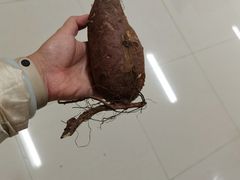 -蚝哥花姐湛江烤生蚝(美丽湾市场店)