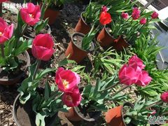 -北京大学肿瘤医院