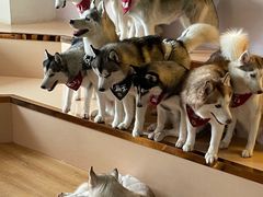 -Husky Go! 哈士奇体验馆·宠物咖啡厅狗咖