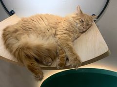 -飞行喵MR PILOT|猫舍·猫咖(静安大融城店)