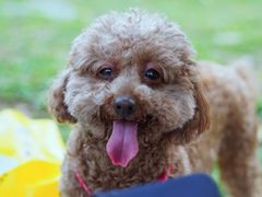 -两河城市森林公园