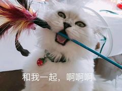 -喵zoo家庭繁育猫舍(尖东智能花园店)