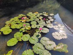 -云溪植物园