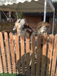 -萌宠亲子动物乐园(槐房万达店)