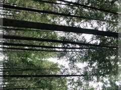 -黄海国家森林公园