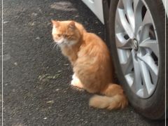 -北京大学燕东园