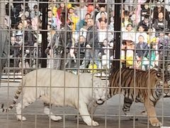 -贵州森林野生动物园
