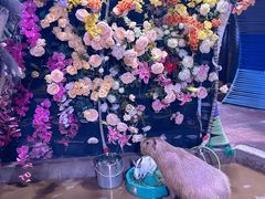 -正佳雨林生态植物园