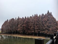 -溱湖国家湿地公园