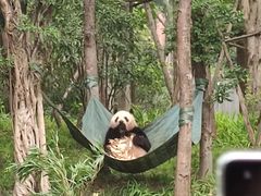 -成都大熊猫繁育研究基地