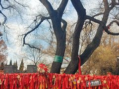 -大槐树寻根祭祖园