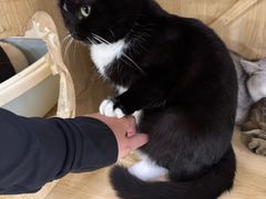 -共舞时光猫咖·狗咖(新街口店)