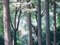 -枫桥景区