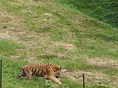 -合肥野生动物园
