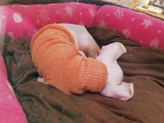 -藏猫猫咖啡主题馆(中央大道店)