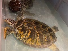 -秦皇岛新澳海底世界