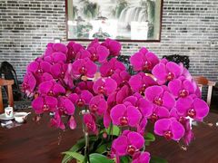 -顺德了能馆(虎门店)