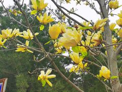 -北京鹫峰国家森林公园