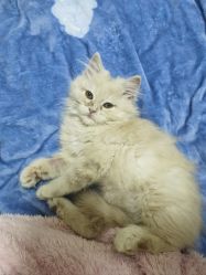 -奈尔宝·儿童乐园·亲子餐厅(华采天地店)