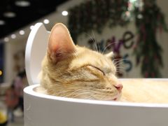 -藏猫猫咖啡主题馆(中央大道店)