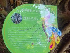 -西双版纳原始森林公园