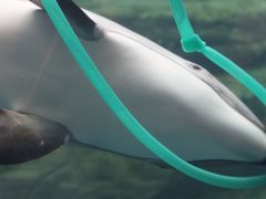 -大阪海游馆