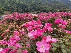 -镇坪县曙坪小学