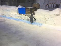 -芜湖新华联大白鲸海洋公园