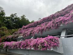 -深圳仙湖植物园