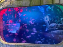 -迪拜水族馆及水下动物园