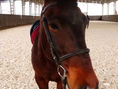 -松声马术俱乐部