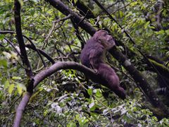 -西岭雪山大飞水景区