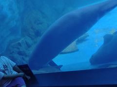 -烟台海昌鲸鲨海洋公园