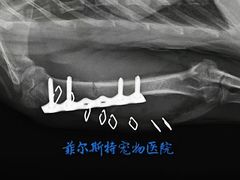 -菲尔斯特宠物医院