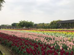 -广东花都香草世界旅游度假区