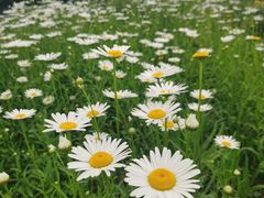 -汉长安城未央宫国家考古遗址公园