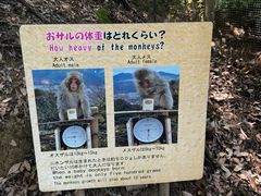 -岚山猴子公园