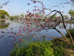 -无锡蠡湖国家湿地公园-蠡园