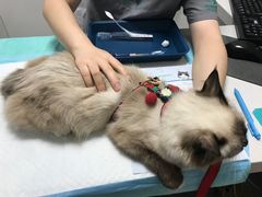 -东莞宠友24H宠物中心医院·转诊夜诊·异宠(新河北路院)