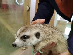 -藦茜花园宠物主题亲子互动体验馆(国顺东路店)