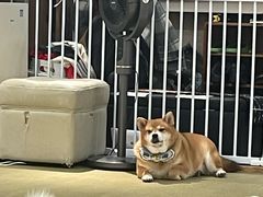 -逗柴咖啡屋·狗咖猫咖宠物桌游
