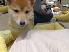 -逗柴咖啡屋·狗咖猫咖宠物桌游