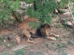 -西霞口神雕山野生动物世界