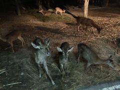 -清迈夜间动物园