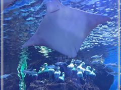 -华夏文旅海洋公园