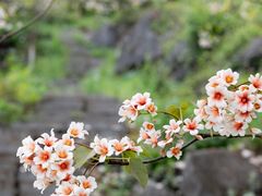 -南山植物园